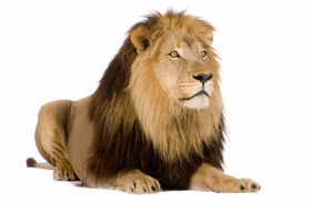 Hd quality lion png