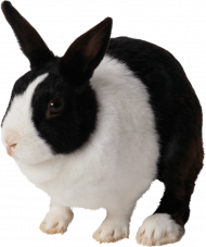 Hd Rabbit png
