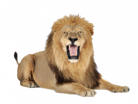 Hd roar transparent png