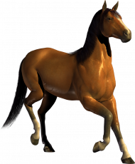 Hd running horse image with transparent background