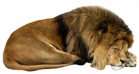 Hd sleeping lion png