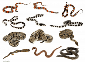 Hd snakes png download