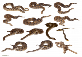 Hd snakes png download
