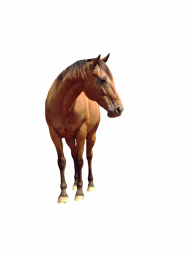Hd standing Horse transparent png
