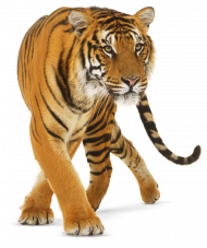 Hd tiger png download