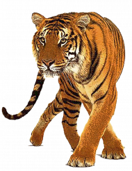 Hd Tiger Transparent Background