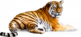 Hd tiger transparent png image