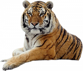 Hd tiger transparent png image download