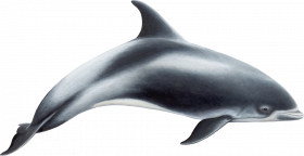 Hd  transparent background