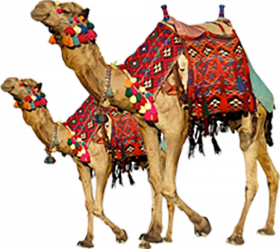 hd transparent background camel png images