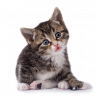 hd  Transparent Background Cat Png, Png Download