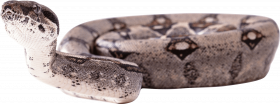 Hd transparent snake png