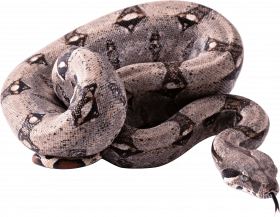Hd transparent snake png