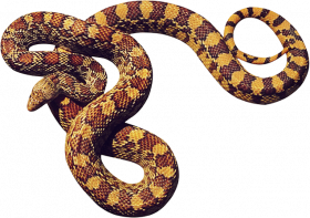 Hd transparent snake png
