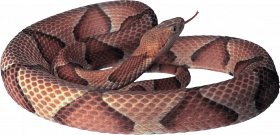 Hd transparent snake png
