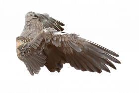 Hd wing transparent png ,Wing hd png