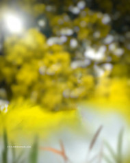 Heavy Blur Cb Background For Picsart Snapseed