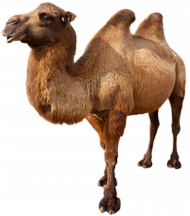 Heavy transparent background camel png images