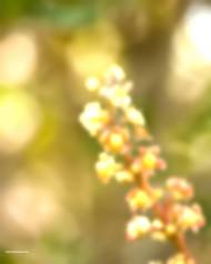 High blur hd cb editing background (3)