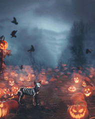 Horror editing background