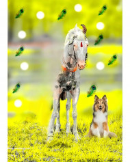 Horse cb background for editing