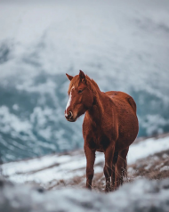 Horse cb editing background