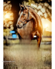 Horse cb editing background new