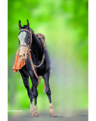 Horse cb editing backgrounds free