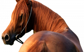 Horse cutout png