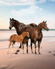 horse editing background