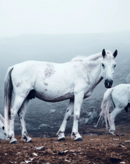 Horse hd editing background