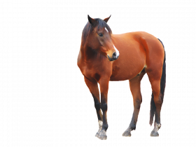 horse png