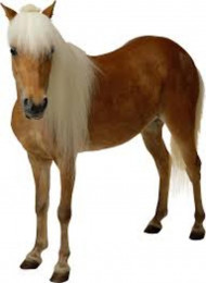 Horse png download