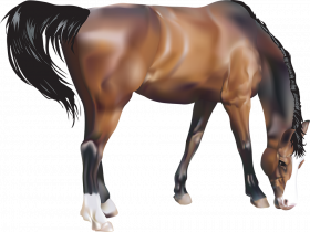 horse png hd