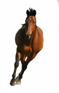 horse png image   hd png