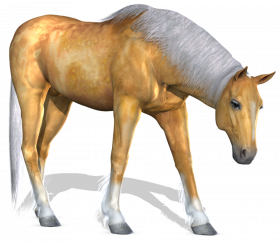Horse png image image with transparent background