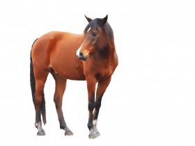 horse png image   v