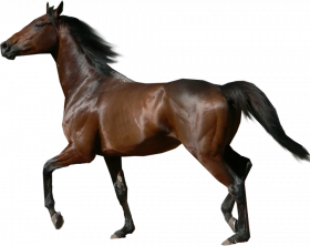 Horse transparent background