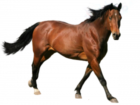 Horse transparent png images