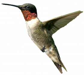 hummingbird png file   hd png