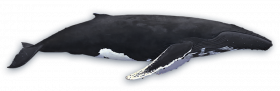 humpback Transparent background
