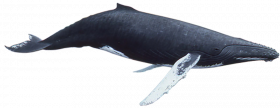 Humpback Whale  Transparent background