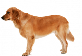 Hungery dog png download (2)