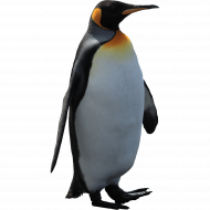 imperator penguin png image