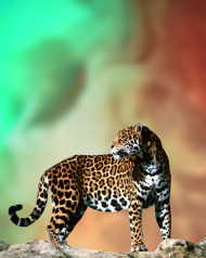 jaguar editing background