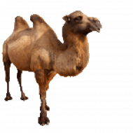 jaipur camel transparent background
