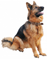 jarman safed dog png download