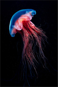 Jellyfish transparent png,Jelly fish png images