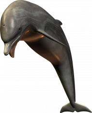 Jumping dolphin png