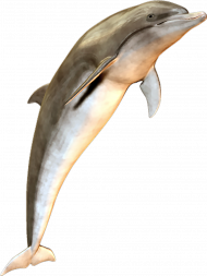 Jumping dolphin transparent background